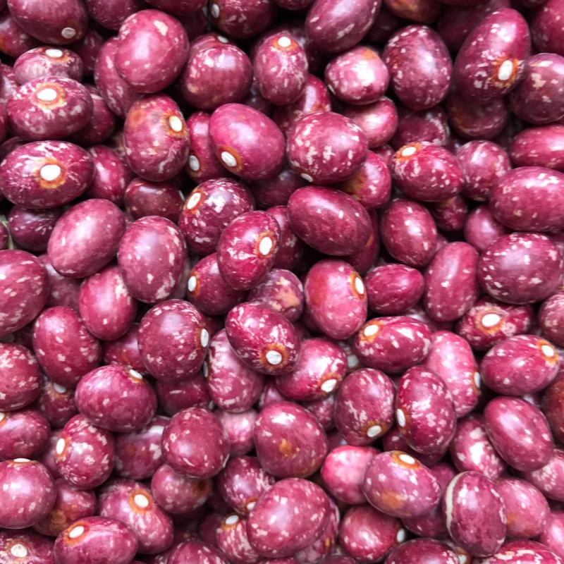 云南农家自种新货金丝豆圆红豆红豆大红豆展销会特产