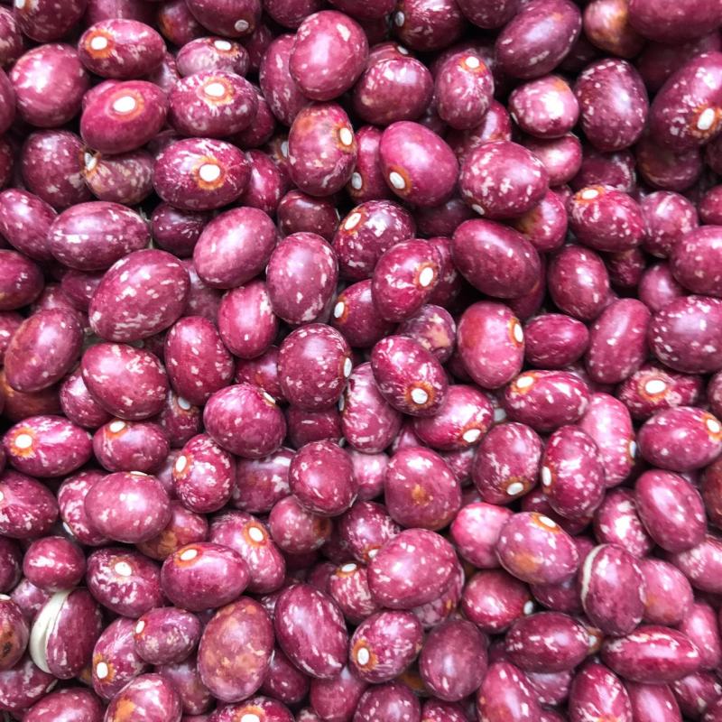 云南农家自种新货金丝豆圆红豆红豆大红豆展销会特产