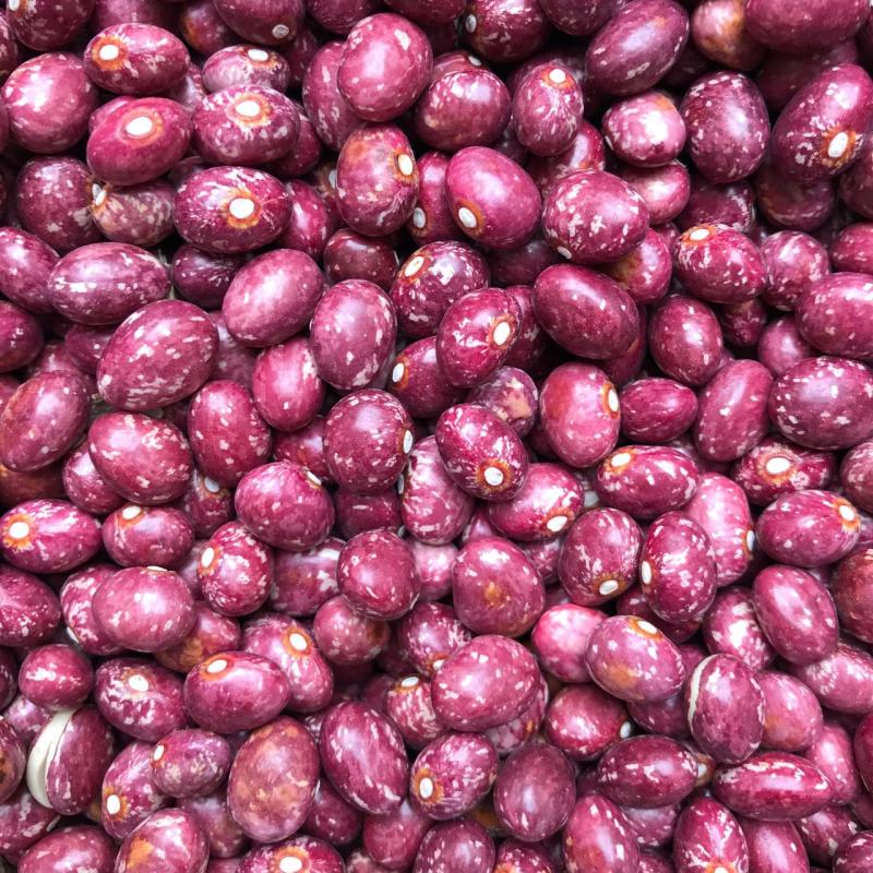 云南农家自种新货金丝豆圆红豆红豆大红豆展销会特产