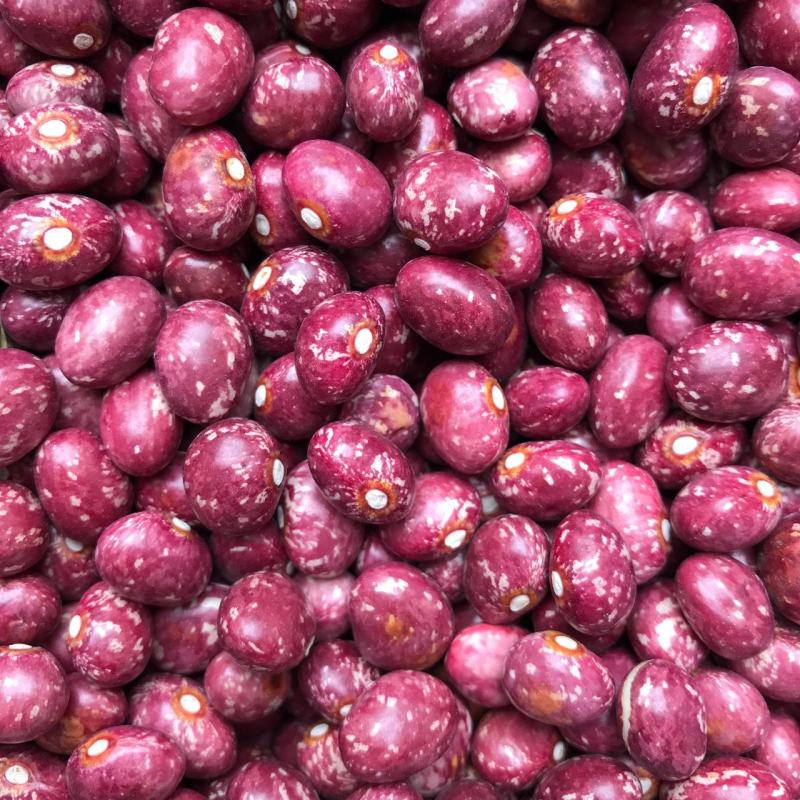 云南农家自种新货金丝豆圆红豆红豆大红豆展销会特产