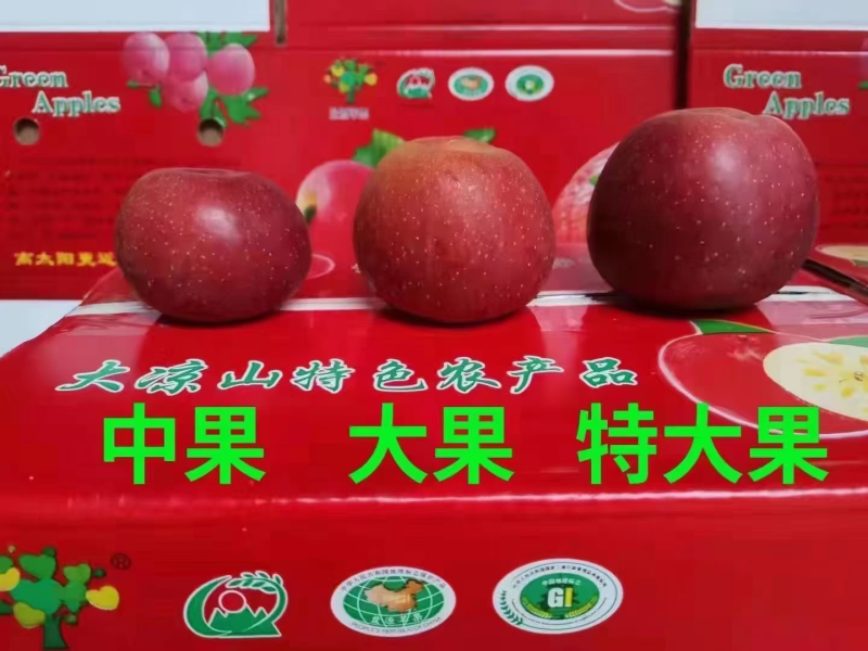 大凉山高原红将军苹果