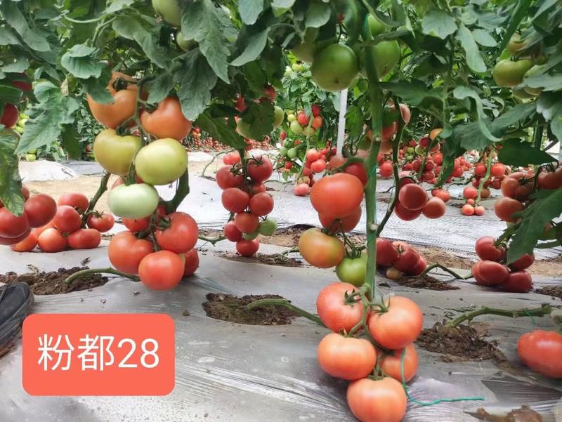 金粉丰满七号番茄种子硬度好耐低温精品果多无限生长230克