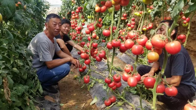 金粉丰满七号番茄种子硬度好耐低温精品果多无限生长230克