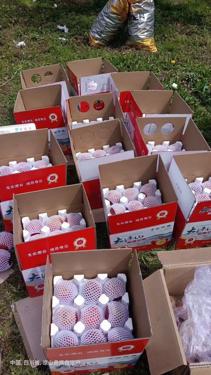大凉山高原红将军苹果