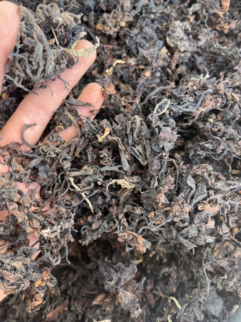 【海藻】海藻。品质保证低价促销文斌药业批发零售
