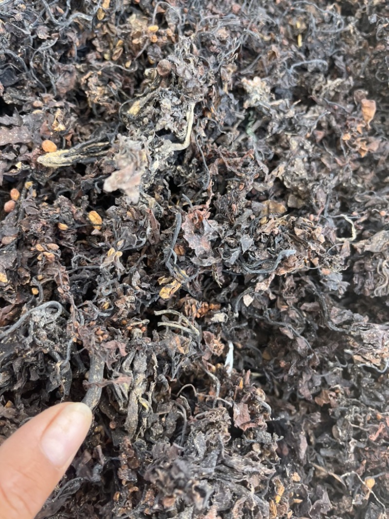 【海藻】海藻。品质保证低价促销文斌药业批发零售