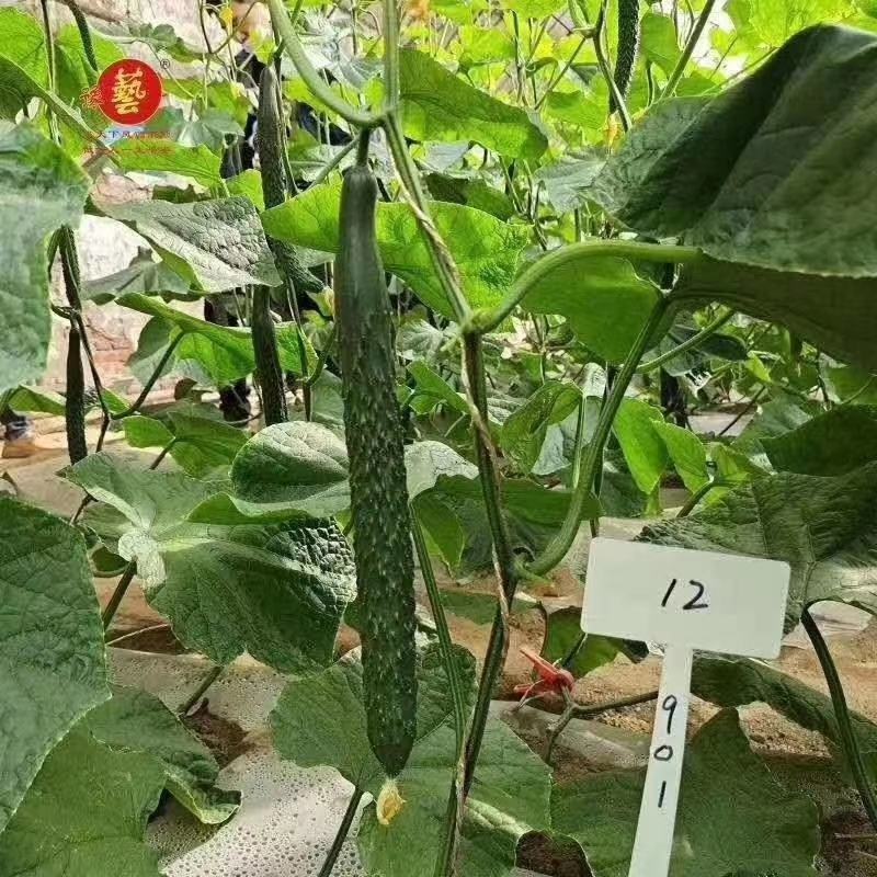 黑优901黄瓜种子抗病性好坐果多易管理商品性强绿肉脆甜
