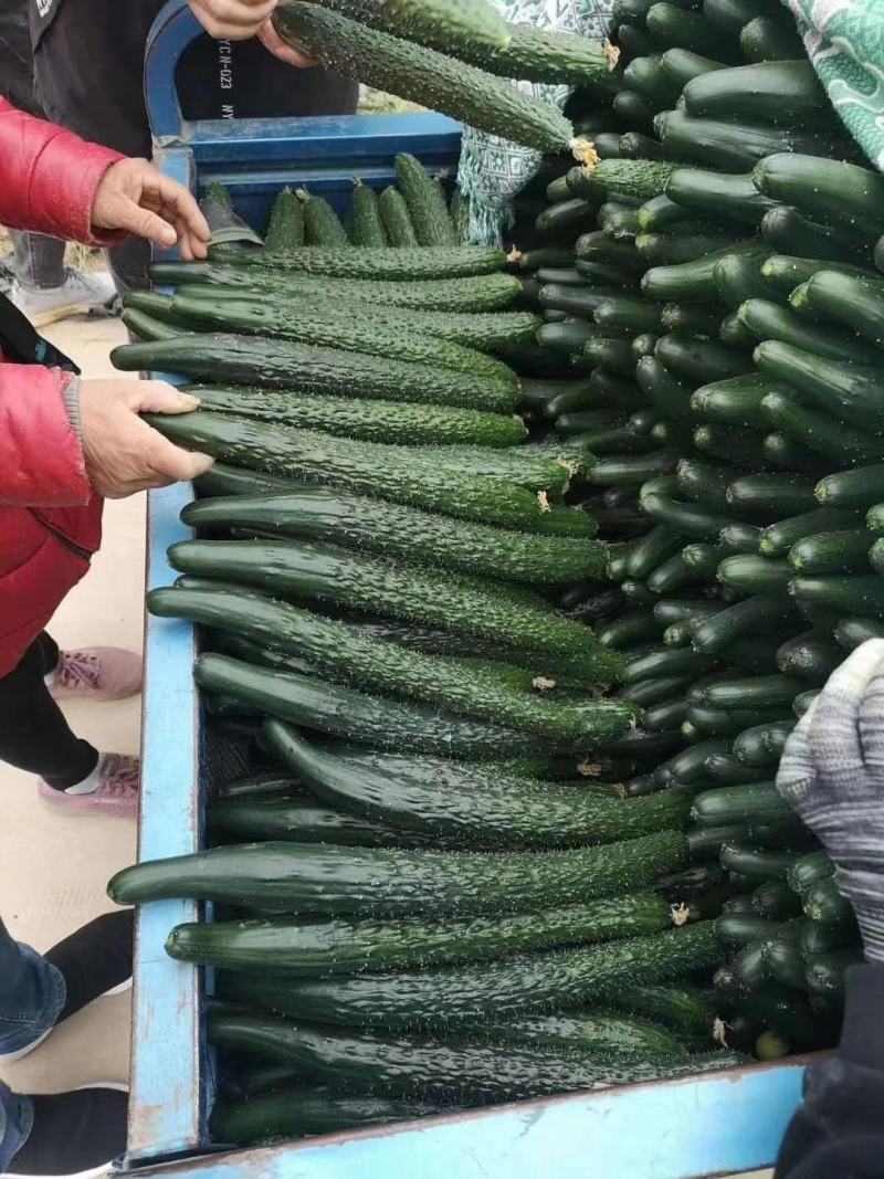 黑优901黄瓜种子抗病性好坐果多易管理商品性强绿肉脆甜