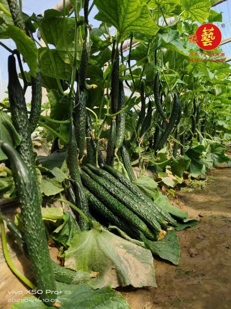 黑优901黄瓜种子抗病性好坐果多易管理商品性强绿肉脆甜