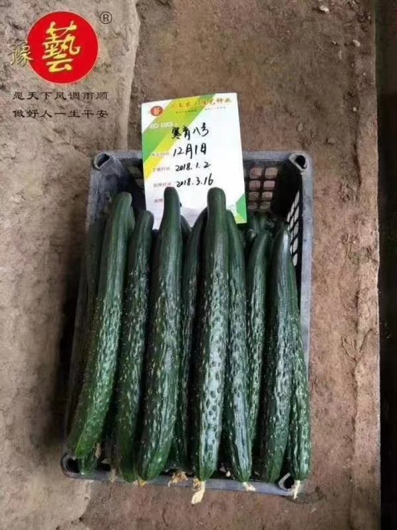 黑优901黄瓜种子抗病性好坐果多易管理商品性强绿肉脆甜