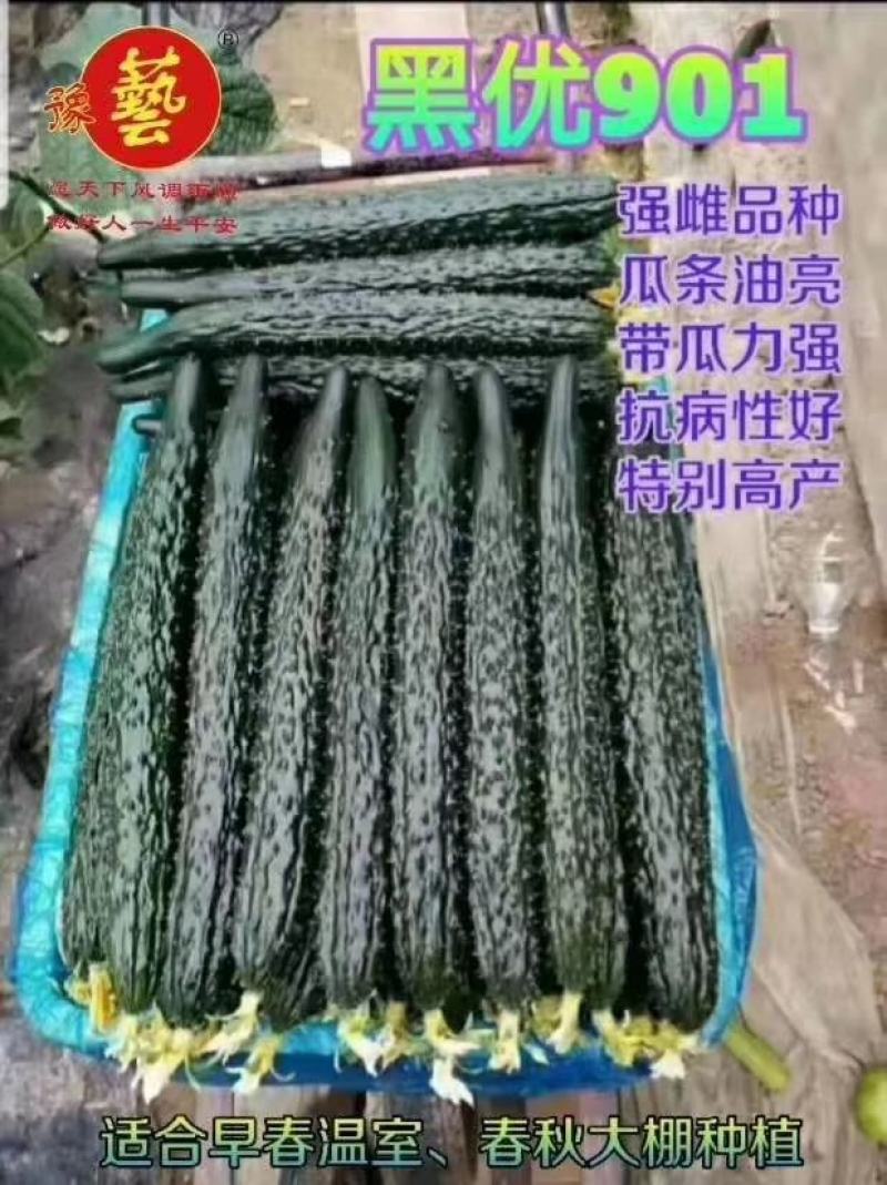 黑优901黄瓜种子抗病性好坐果多易管理商品性强绿肉脆甜