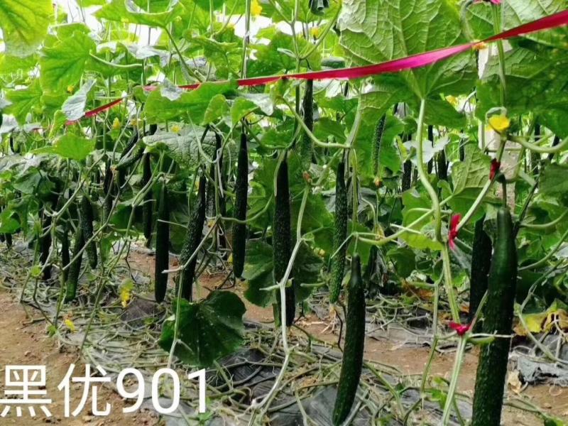 黑优901黄瓜种子抗病性好坐果多易管理商品性强绿肉脆甜