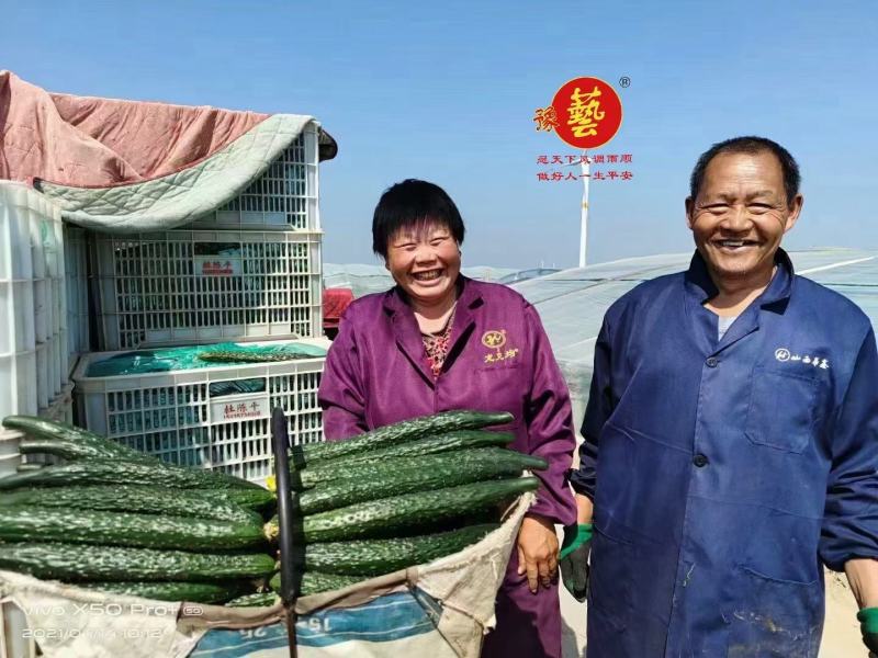 黑优901黄瓜种子抗病性好坐果多易管理商品性强绿肉脆甜