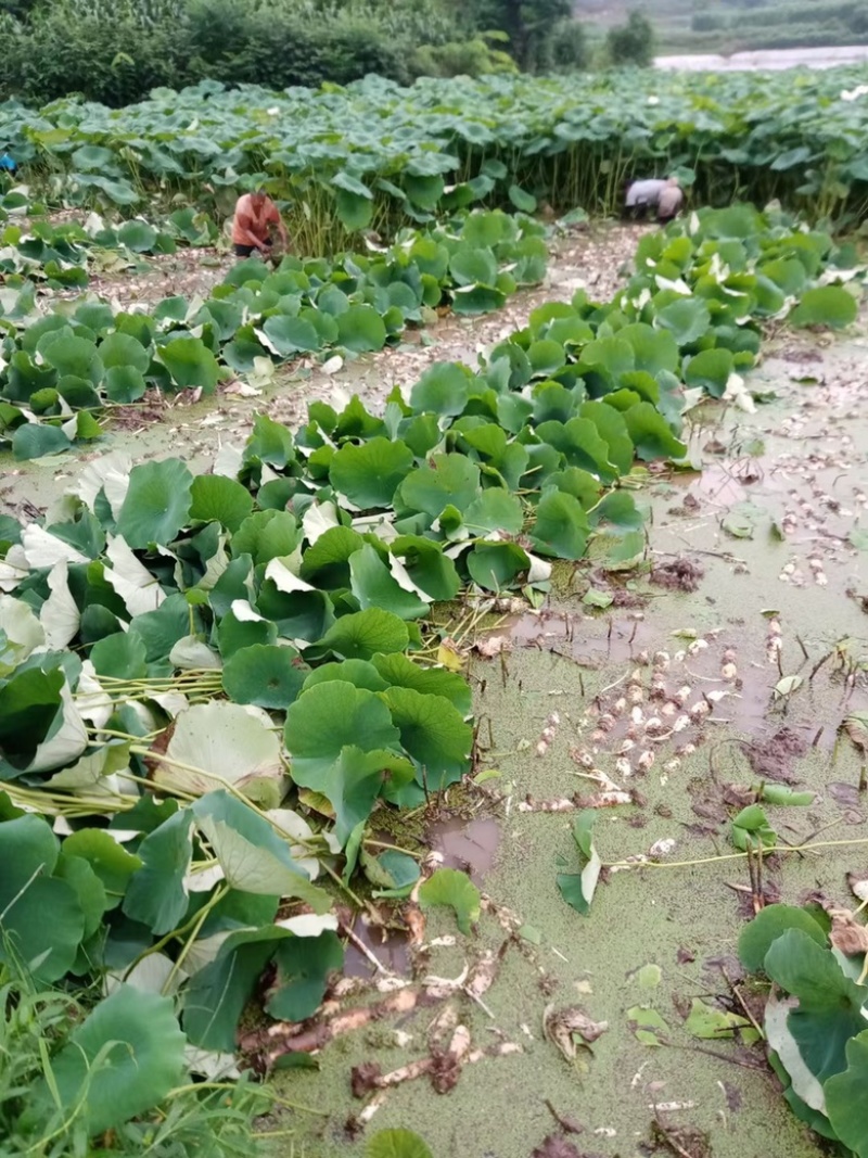 各位老板茶水备好了。宜宾早藕开动了哦。欢迎老板来合作