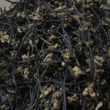 我现有干蕨菜一吨需要卖，有哪位老板要的电话连续15987
