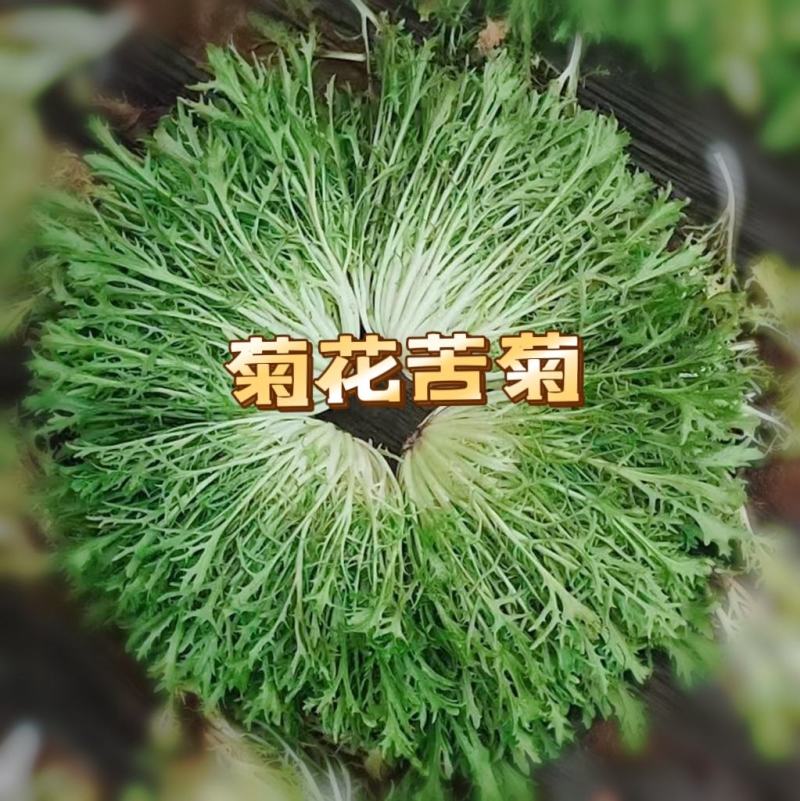 辽宁苦菊产地直发精选品质一手货源对接平台商超市场