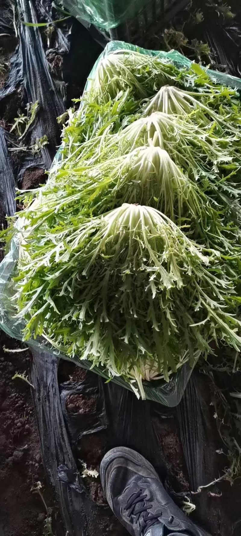 辽宁苦菊产地直发精选品质一手货源对接平台商超市场