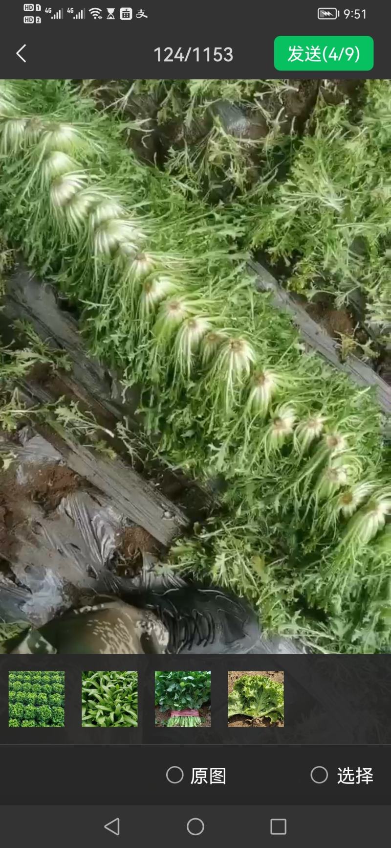 辽宁苦菊产地直发精选品质一手货源对接平台商超市场