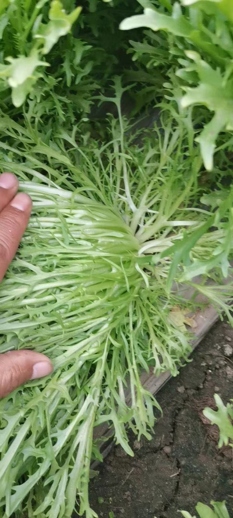 辽宁苦菊产地直发精选品质一手货源对接平台商超市场