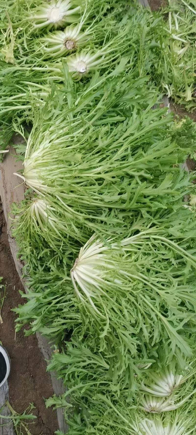 辽宁苦菊产地直发精选品质一手货源对接平台商超市场