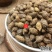 云南野生中药材苍耳子成熟苍耳子牛虱子苍耳苍子