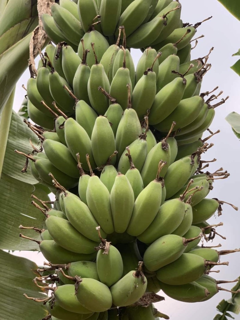 香蕉新鲜水果，当季水果苹果蕉