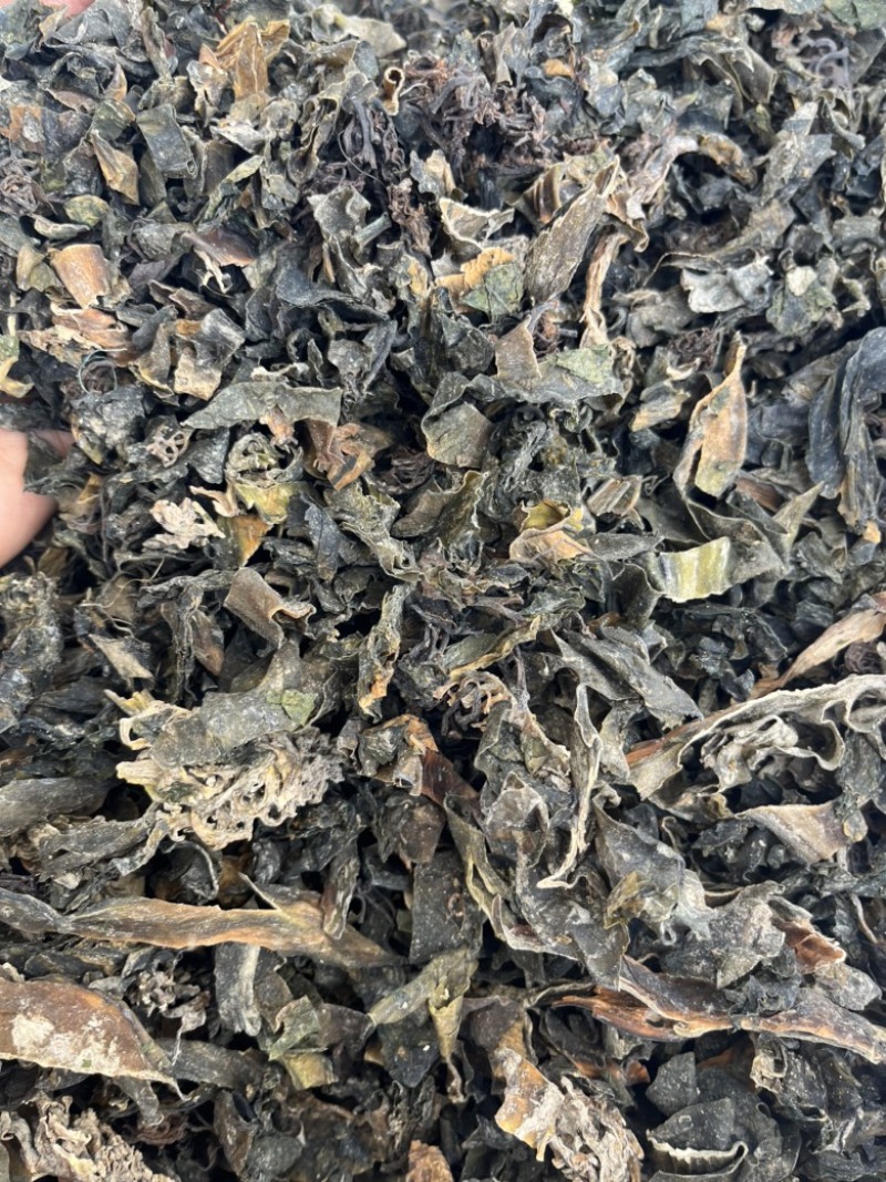 【昆布】水洗昆布干净无杂质文斌药业供应各种中药材