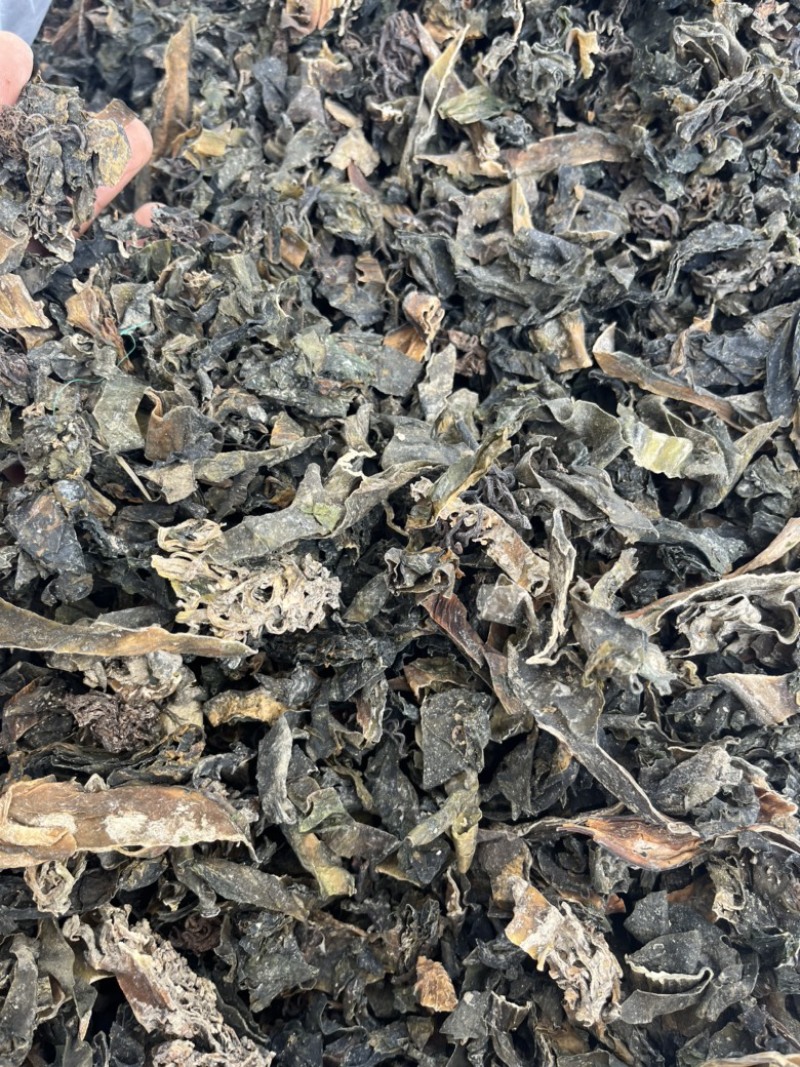 【昆布】水洗昆布干净无杂质文斌药业供应各种中药材