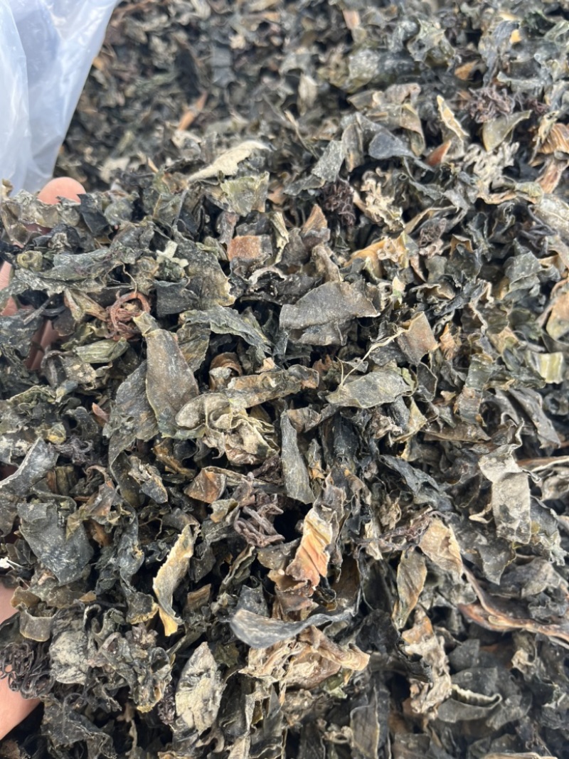 【昆布】水洗昆布干净无杂质文斌药业供应各种中药材
