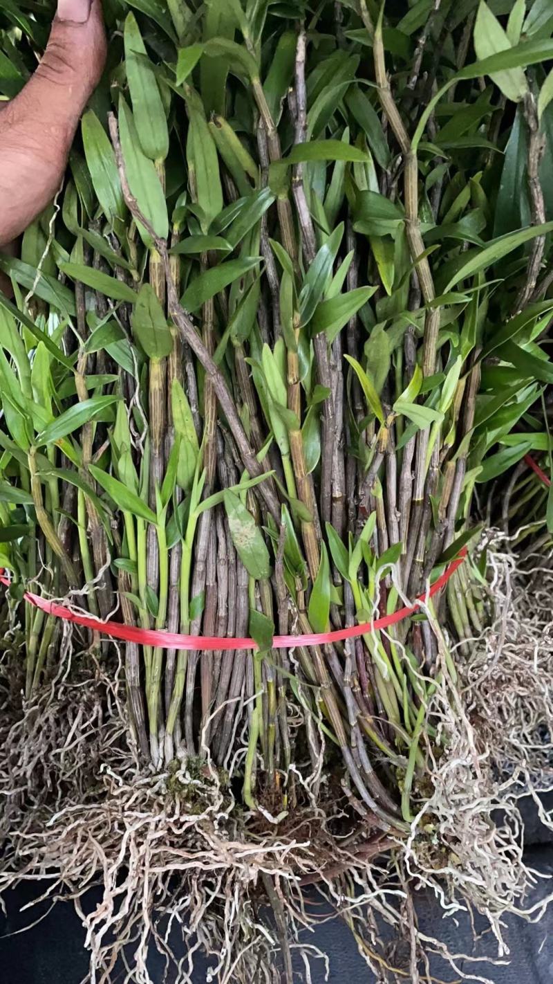 （热销）云南铜皮石斛产地直发货源充足