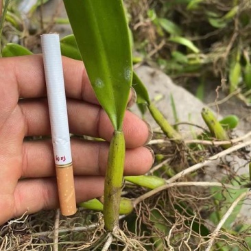 （热销）云南石橄榄产地直发货源充足质量保障