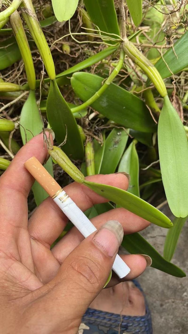 （热销）云南石橄榄产地直发货源充足质量保障
