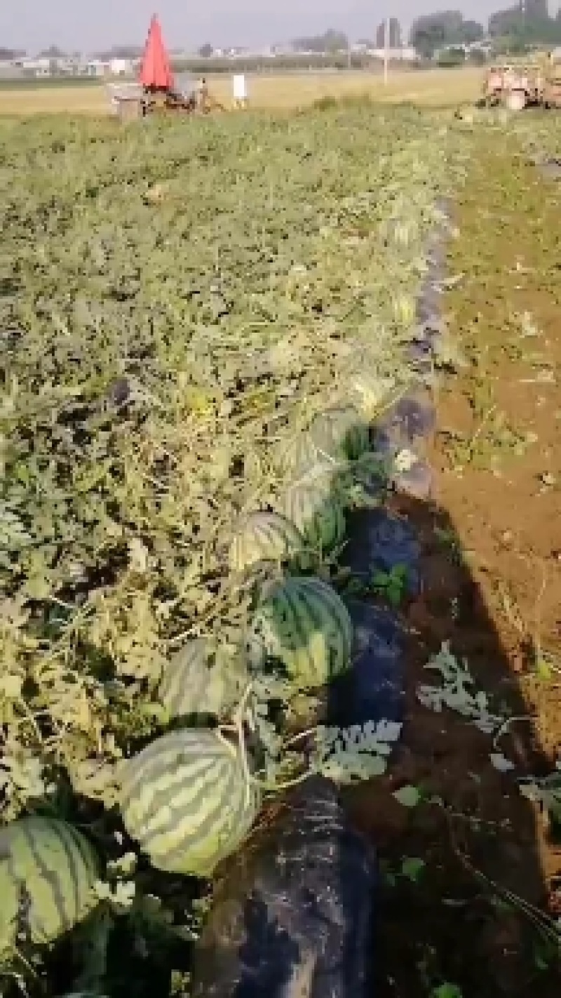 狼山沙窝西瓜大量上市