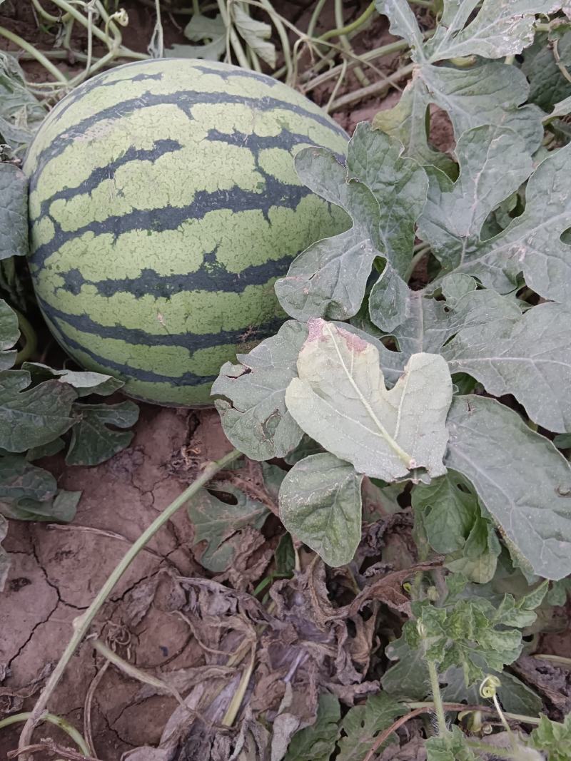 狼山沙窝西瓜大量上市