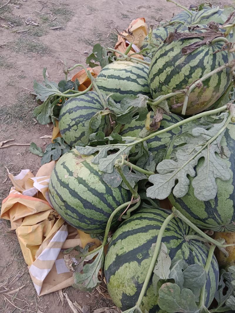 狼山沙窝西瓜大量上市