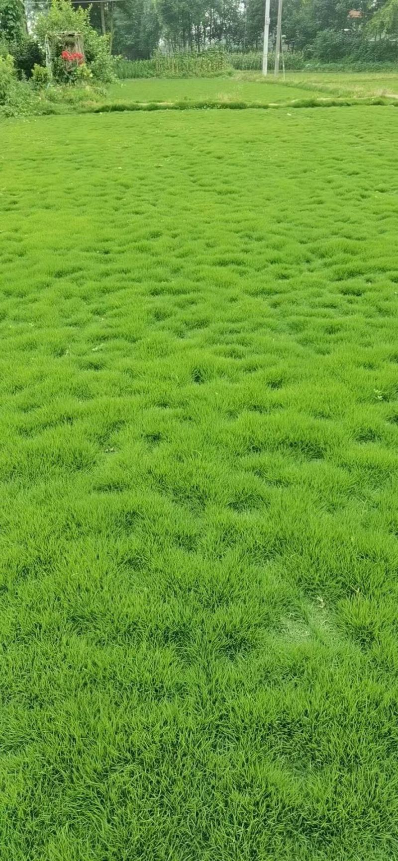 草坪