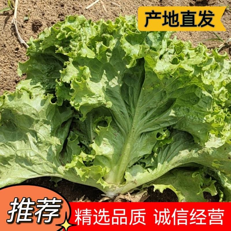 精品生菜基地直发一手货源，诚信经营精选品质代办一条龙