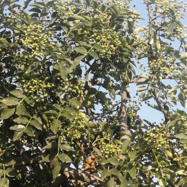 花椒大量供应，价格优惠，欢迎采购