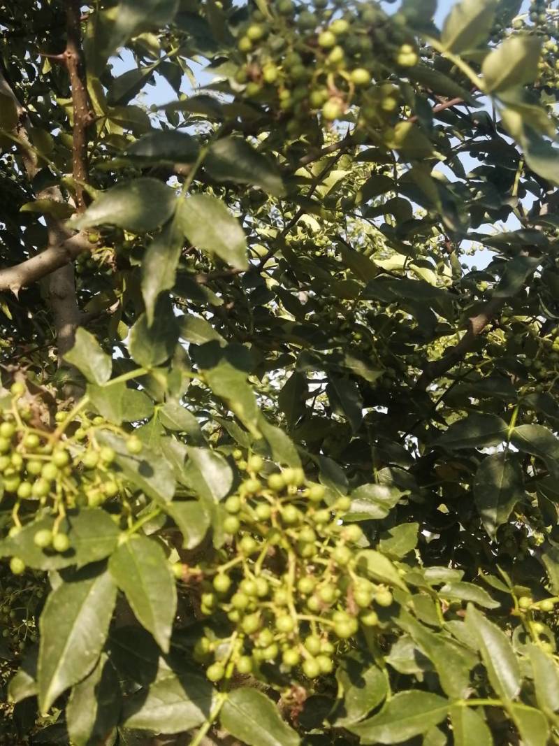 花椒大量供应，价格优惠，欢迎采购