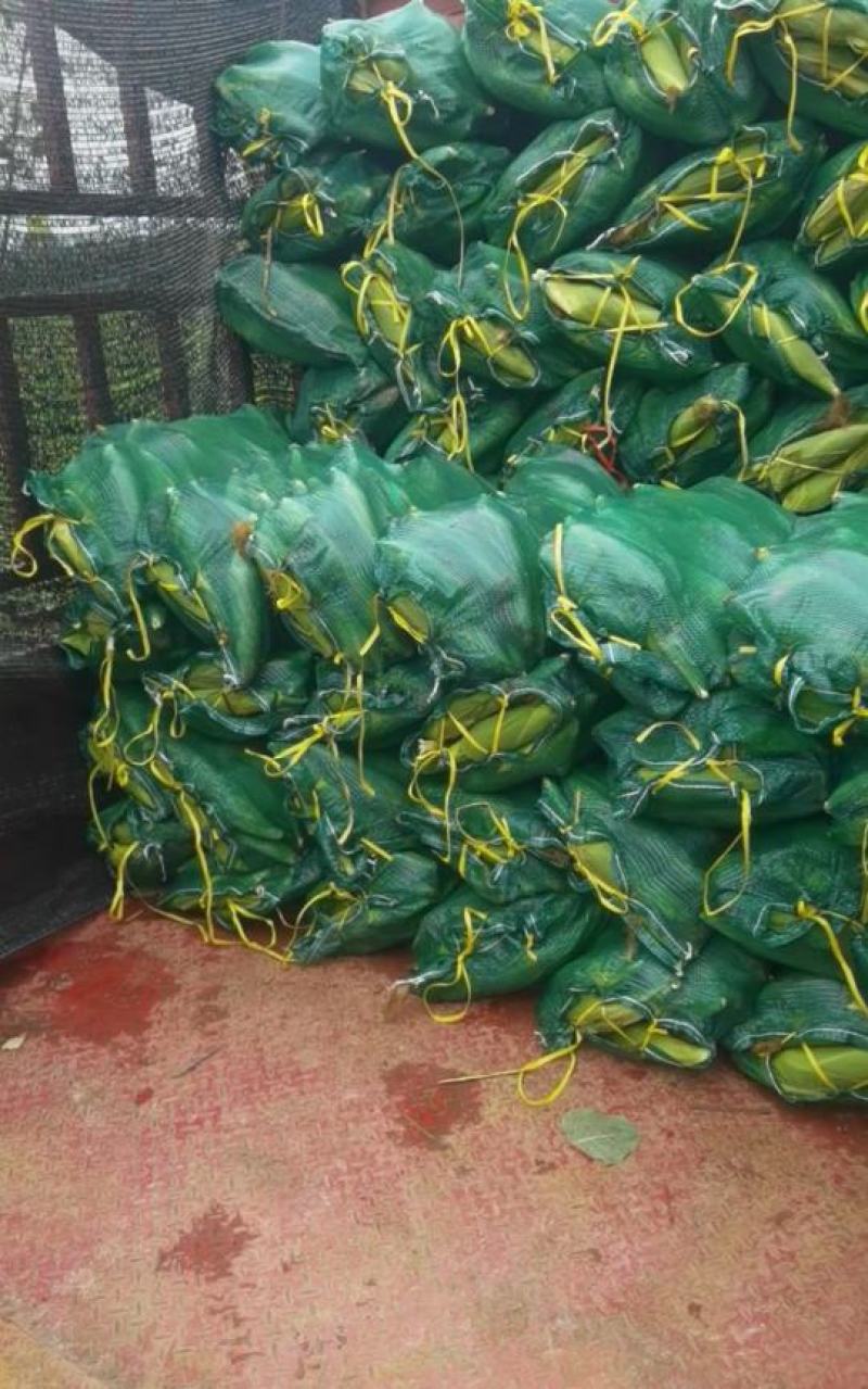 大量供应甜玉米，黄甜，白糯，花糯，品质优越价格实在。