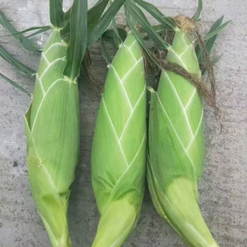 大量供应甜玉米，黄甜，白糯，花糯，品质优越价格实在。