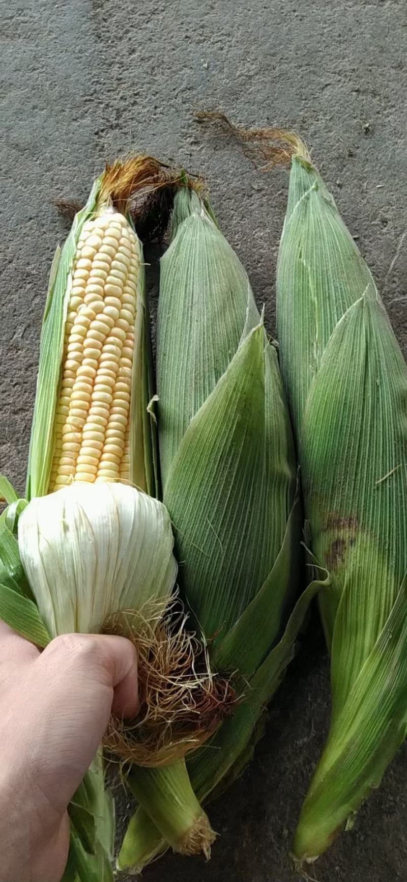大量供应甜玉米，黄甜，白糯，花糯，品质优越价格实在。