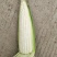 大量供应甜玉米，黄甜，白糯，花糯，品质优越价格实在。