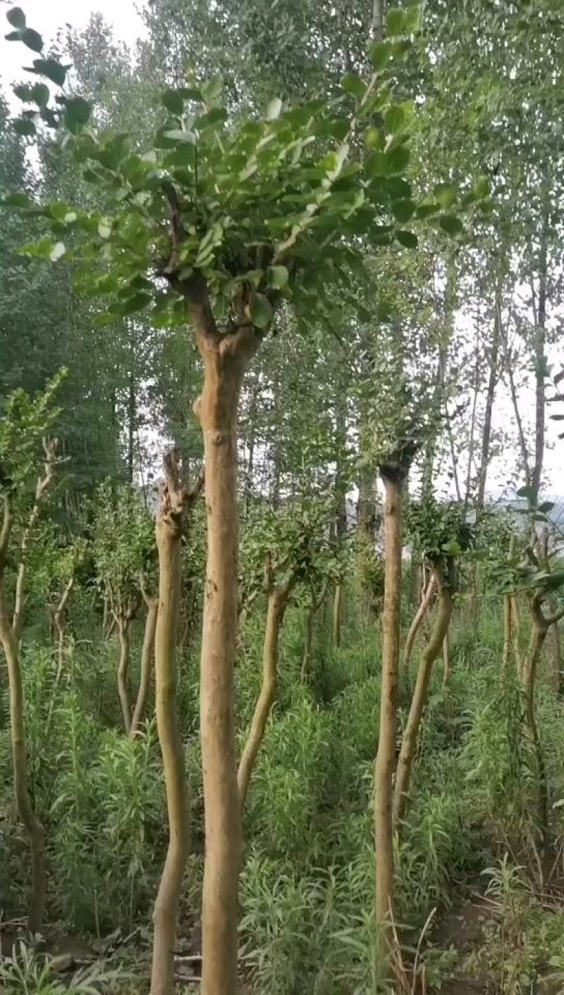 紫薇