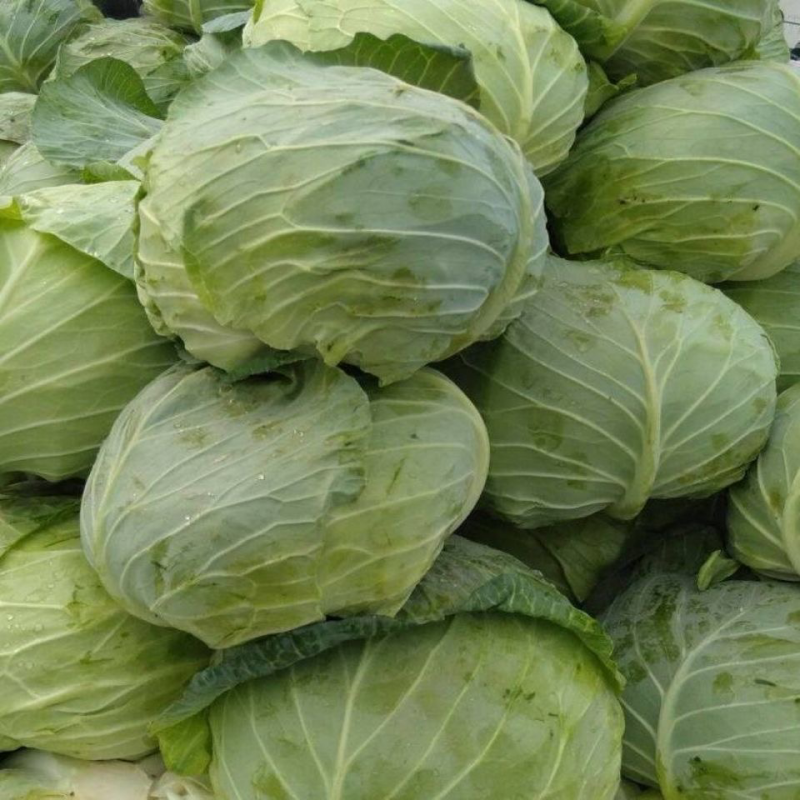 【推荐】包菜湖南扁包菜精品甘蓝产地直发一手货源价优