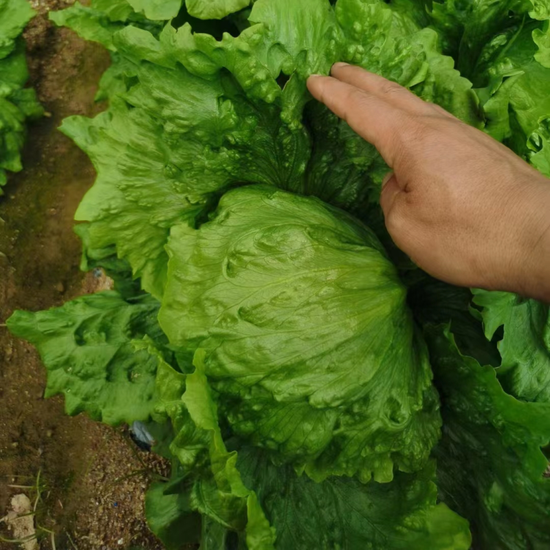 【热销】精品生菜，货源充足，基地直销，质量保证
