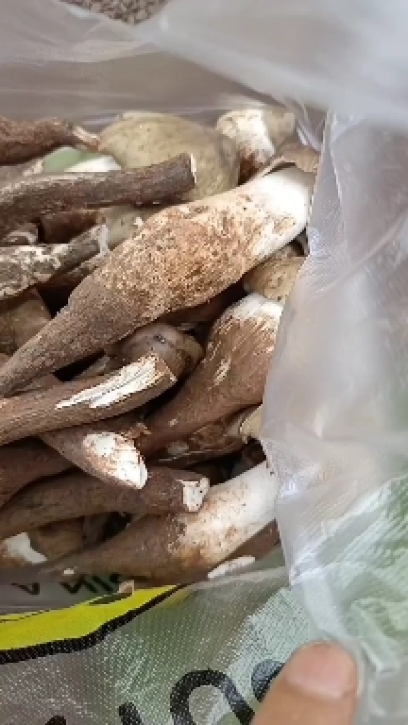 野生鸡枞菌，斗鸡菇，纯正野生菌新鲜食用菌