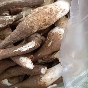 野生鸡枞菌，斗鸡菇，纯正野生菌新鲜食用菌