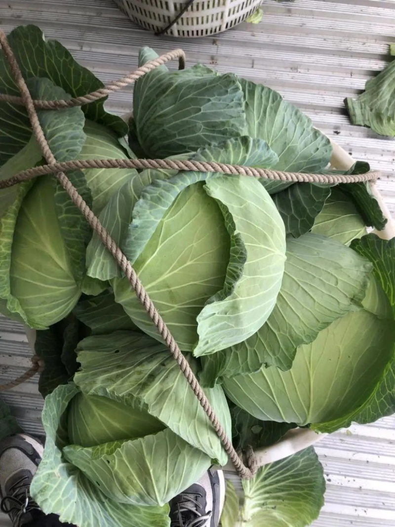【推荐】包菜湖南扁包菜精品甘蓝产地直发一手货源价优