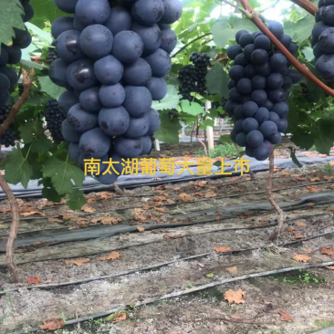葡萄桃子夏黑价格面议